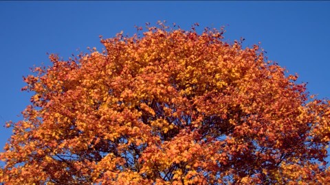 autunno cielo