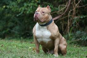 cani pitbull