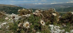 monte longagna