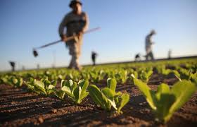 operatore agricolo