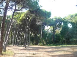 pescara pinetina