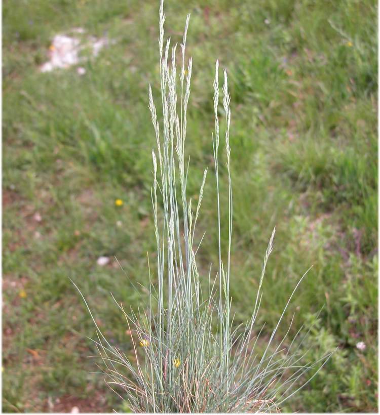 pianta festuca del vallese